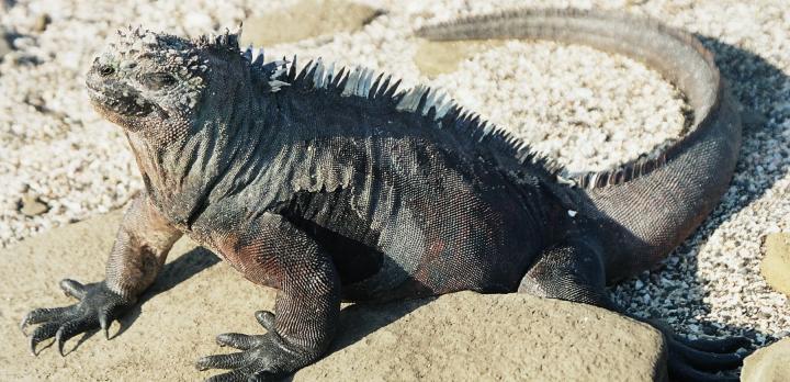 Voyage sur-mesure, Galápagos (parc national)